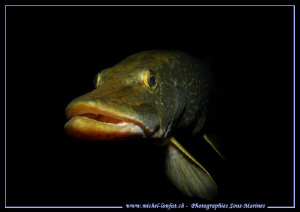 PIKE FISH.... :O)... Que du bonheur... by Michel Lonfat 